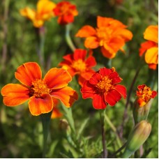 French Marigold - 'Wild, orange' 